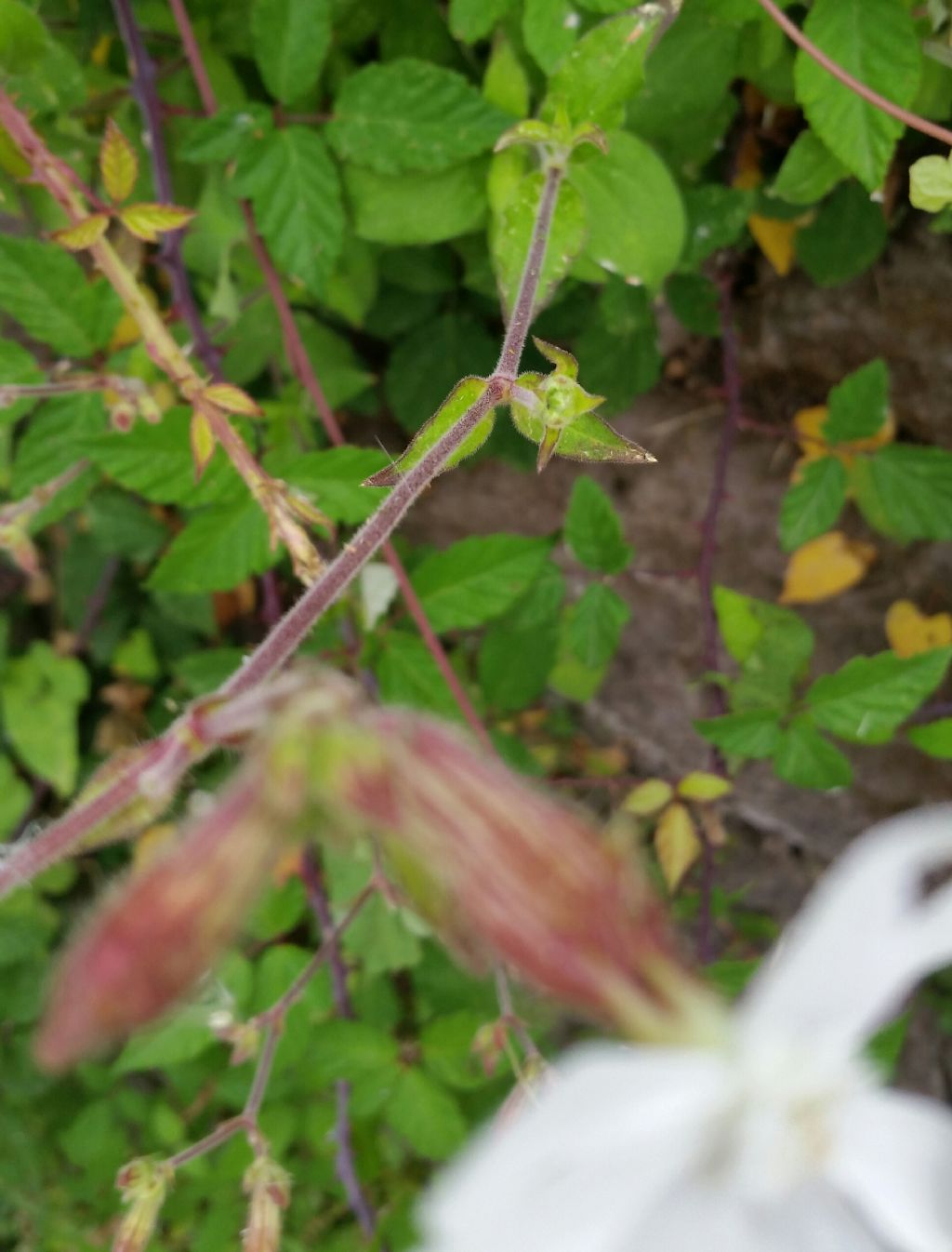 Silene latifolia